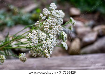 Blurred Photo.closeup Of Flower Achillea Millefolium, Commonly Known As Yarrow Or Common Yarrow On R