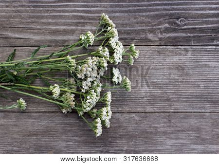 Blurred Photo.closeup Of Flower Achillea Millefolium, Commonly Known As Yarrow Or Common Yarrow On R