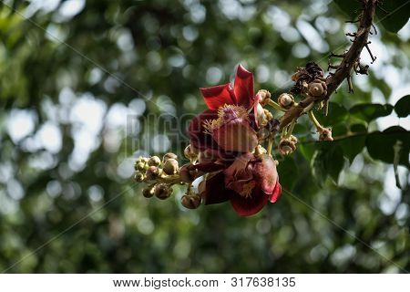 Sorrowless Flower - Sala Flower. Taken At Ho Chi Minh City, Viet Nam