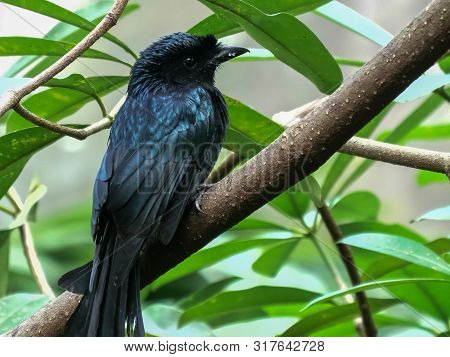 Close Up Of A Greater Racket-tailed Drongo In Bali