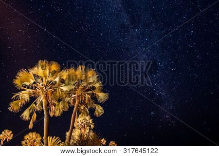 Illuminated Palm Tree And Night Sky With Stars And Milky Way Galaxy In Palmwag, Namibia