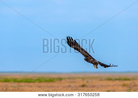 Flight Of Steppe Eagle Or Aquila Nipalensis.