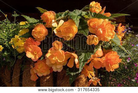 A Large Hay Basket Full Of Apricot Shades Of Begonias And Other Flowers