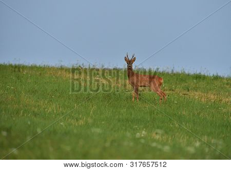 Roe Deer Walking On The Meadow With Green Grass