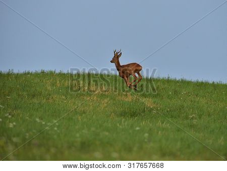 Roe Deer Walking On The Meadow With Green Grass