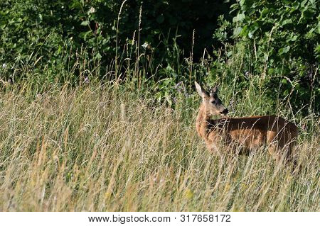 Roe Deer Walking On The Meadow With Green Grass
