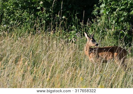 Roe Deer Walking On The Meadow With Green Grass