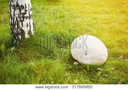 Giant White Puffball - Mushroom On Park