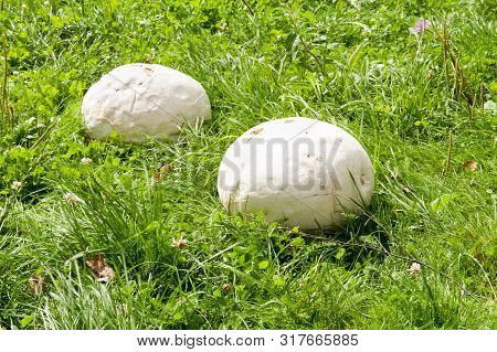 Giant White Puffball Mushroom On The Grass