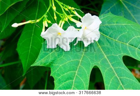 Beautiful Flower, Lovely White Common Gardenias Or Cape Jasmine Flowers For Garden Decoration.