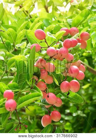Fresh Fruits,  Ripe And Delicious Karanda Carissa Carandas L Fruits With Green Leaf On Plant.