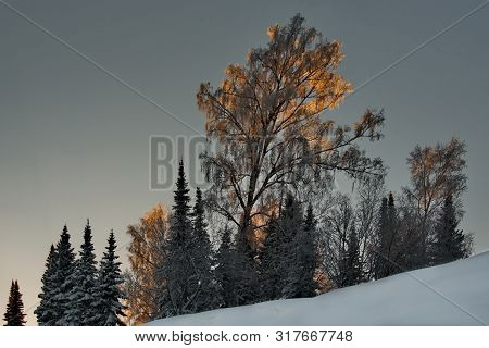 Russia. The South Of Western Siberia. Sunny Winter Day In Mountain Shoria.