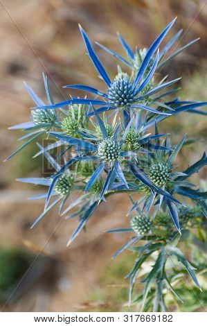 Detailed Closeup Of Spiky Mediterranean Sea Holly, Eryngium Bourgatii, Flowering Plant. Botany, Weed