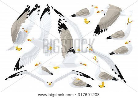 Vector Cartoon Seagull Sea Gull Cliparts Set