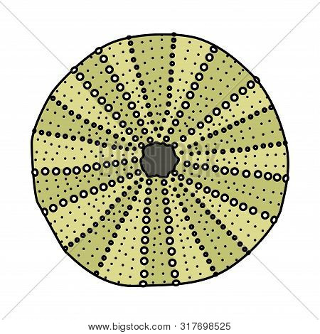 Vector Sea Beach Object Clip Art. Dry Seaurchin