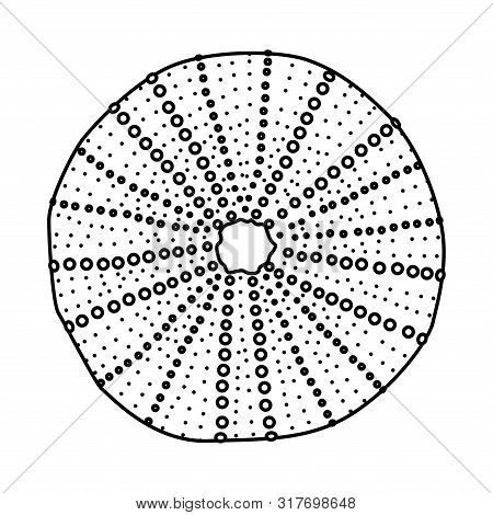 Vector Sea Beach Object Clip Art. Dry Seaurchin