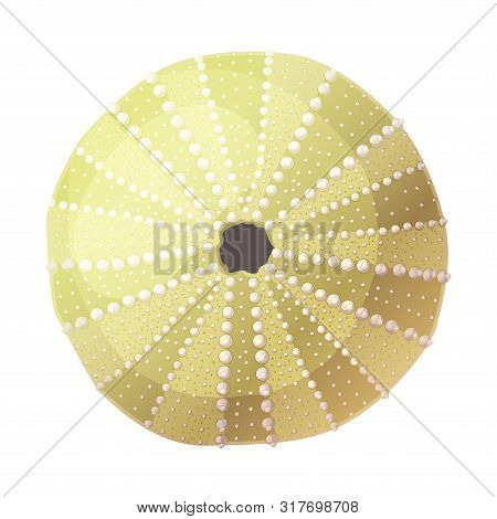 Vector Sea Beach Object Clip Art. Dry Seaurchin