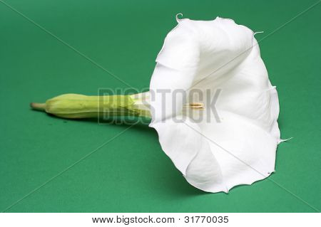  Delicadas flores blancas en fondo verde