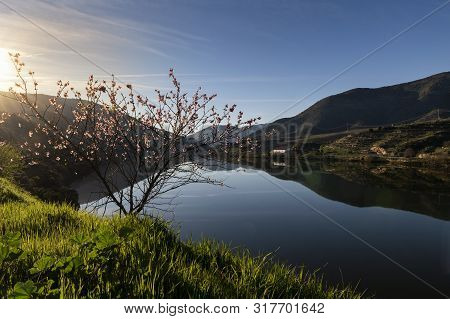 Scenic View Of The Douro River With Terraced Vineyards Near The Village Of Foz Coa, In Portugal; Con