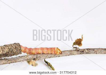Red Zeuzera Coffeae Or Moths Stem Borer Destroy Tree, It Is Dangerous Insect Pests With Plant Diseas