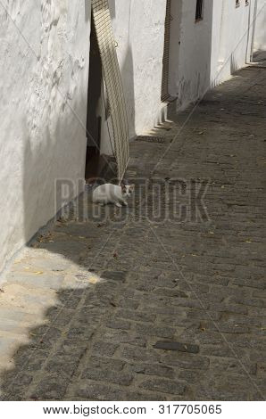 White Cat On Cobbled Streer Of The White Village Of Casares, Andalusia, Spain.
