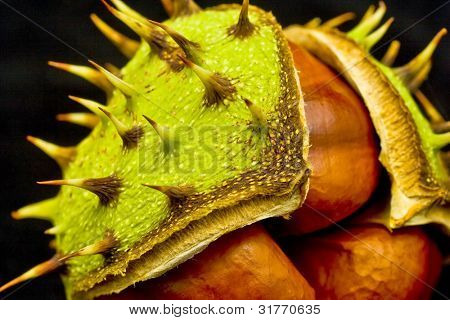 Næroptagelse af chestnut på sort baggrund
