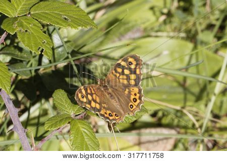 Speckled Wood Butterfly, Pararge Aegeria