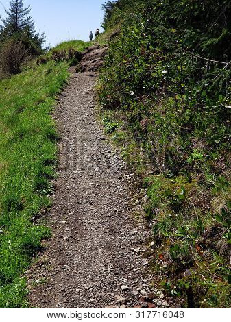 A Beautiful Improved And Well Maintained Walking Path At The Forested Central Oregon Coast On A Sunn