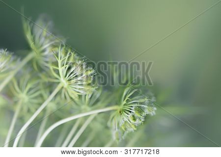 Umbelliferous Seed Stands Of Carrot Against A Soft Green Background With Copy Space, Macro Shot With