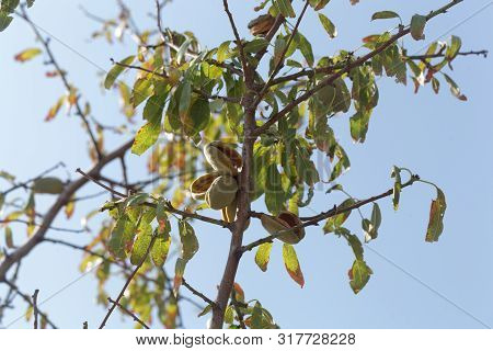 Branches Of An Almond Tree With Fruits.