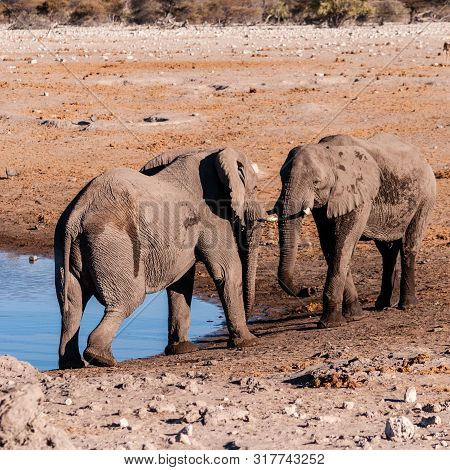 Two Male African Elephants -loxodonta Africana- Challenging Each Other At The Chudop Waterhole In Et