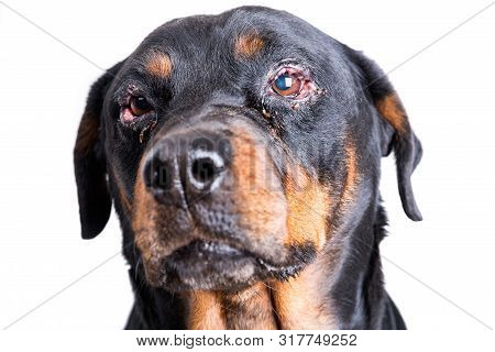 Red Swollen Inflamed Dog's Eyes During An Infection
