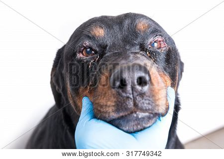 Red Swollen Inflamed Dog's Eyes During An Infection