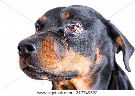 Red Swollen Inflamed Dog's Eyes During An Infection