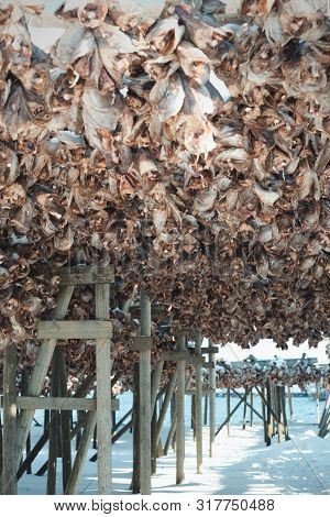 Cod Heads In Lofoten