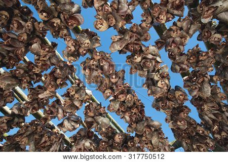 Cod Heads In Lofoten