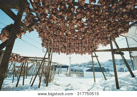 Cod Heads In Lofoten