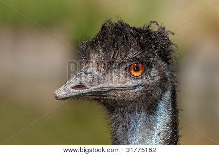 Emu ritratto, Australia