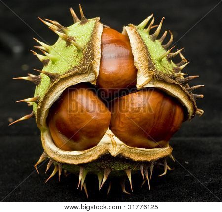 Næroptagelse af chestnut på sort baggrund