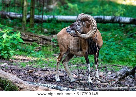 European Mouflon, Ovis Orientalis Musimon. Wildlife Animal.