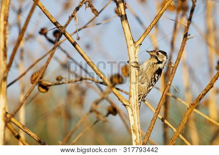 Small Spotted Woodpecker Sits On A Stalk Of Thistle