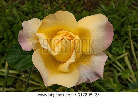 Interieur Photo Of Hybrid Tea Rose, 'peer Gynt'. Garden Roses, Ornamental, Popular Flowering Plants 