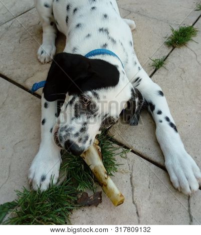 Young Dalmatian puppy chewing on a bone.