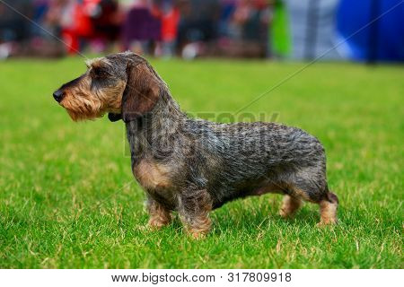 Dog Breed Wire Haired Dachshund