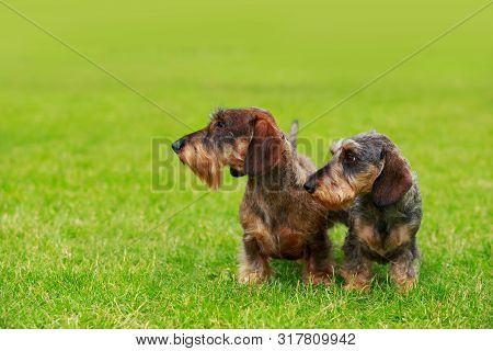 Dog Breed Wire Haired Dachshund