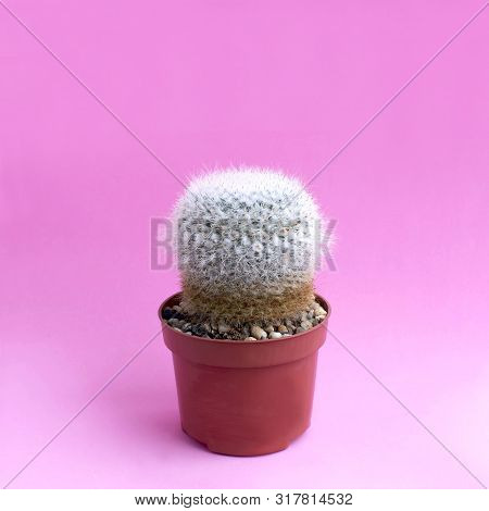 Small Homemade Cactus In Plastic Pot On Pink Background. Succulent Plants. Mammillaria Geminispina. 