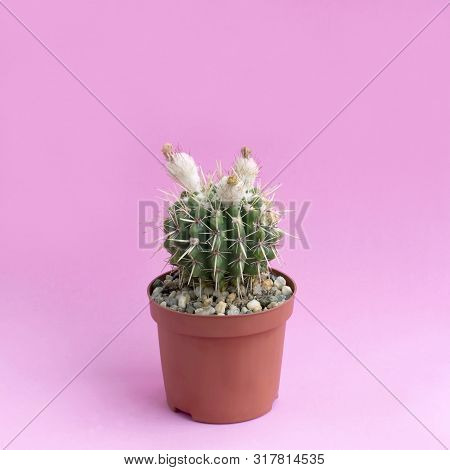 Small Homemade Cactus In Plastic Pot On Pink Background. Succulent Plants. Notocactus Submammulosus.