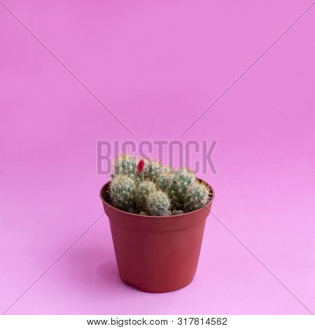 Small Homemade Cactus In Plastic Pot On Pink Background. Succulent Plants. Mammillaria Prolifera. Mi