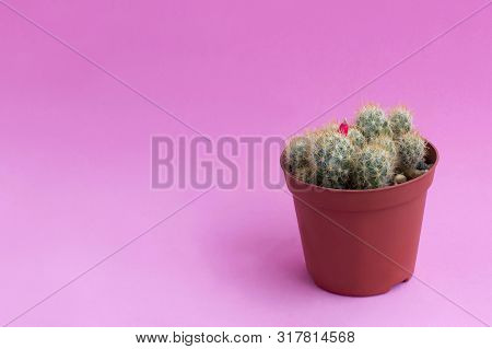 Small Homemade Cactus In Plastic Pot On Pink Background. Succulent Plants. Mammillaria Prolifera. Mi