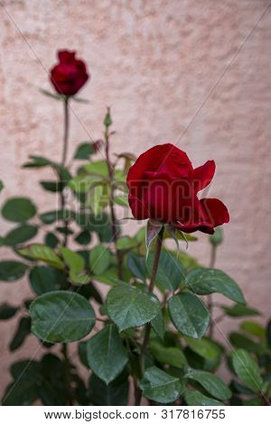 Red Rose Bud Close-up On A Blurred Gray Background. Issyk-kul. Kyrgyzstan